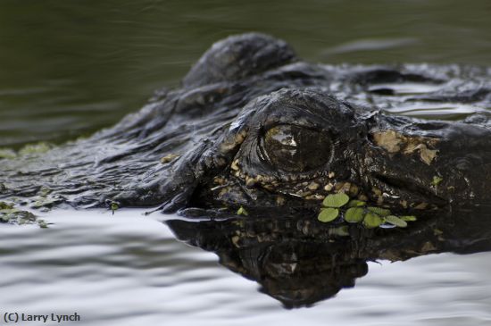 Missing Image: i_0046.jpg - Gator Eye Close-Up