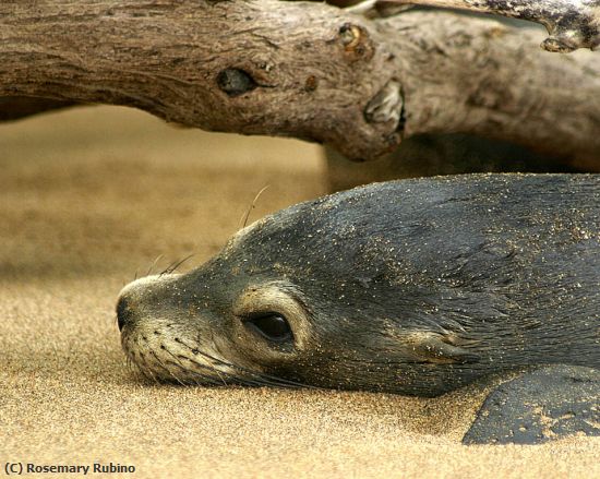 Missing Image: i_0048.jpg - Lazy Sea Lion