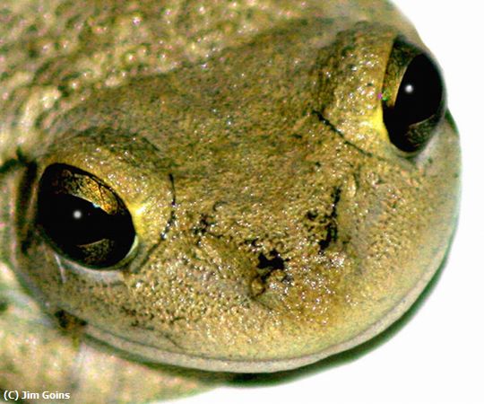 Missing Image: i_0049.jpg - Frog-Eyes