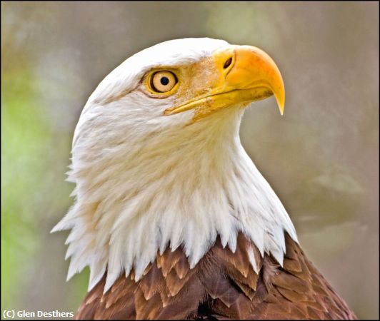 Missing Image: i_0051.jpg - EAGLE