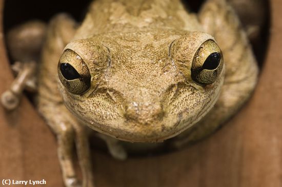 Missing Image: i_0058.jpg - Cuban Tree Frog Close Up