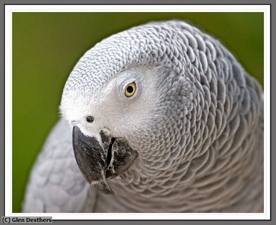 Missing Image: i_0003.jpg - AFRICAN GREY