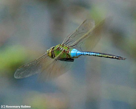 Missing Image: i_0007.jpg - Flight of the Dragon Fly