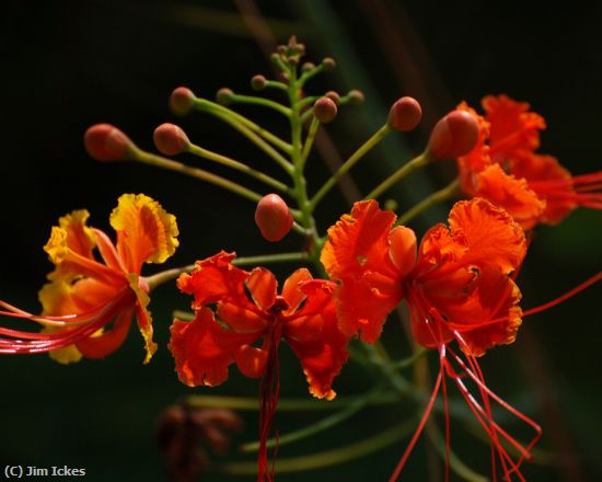 Missing Image: i_0020.jpg - Orange Flowers with Buds