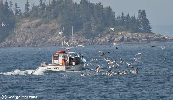 Missing Image: i_0022.jpg - Seagulls begging