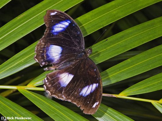 Missing Image: i_0036.jpg - Great Egg Fly Butterfly