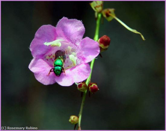 Missing Image: i_0005.jpg - GATHERING NECTAR