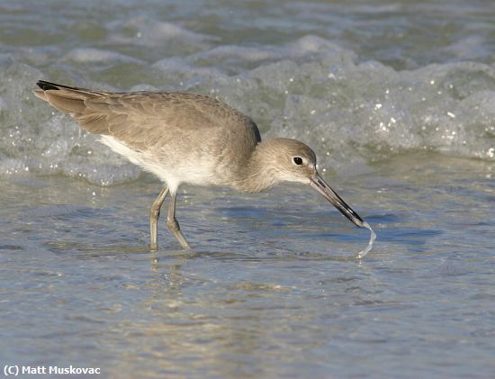 Missing Image: i_0008.jpg - Sand Piper Feeding