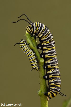 Missing Image: i_0015.jpg - Monarch Caterpillars