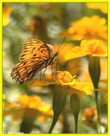 Missing Image: i_0017.jpg - Fritillary-on-Marigold