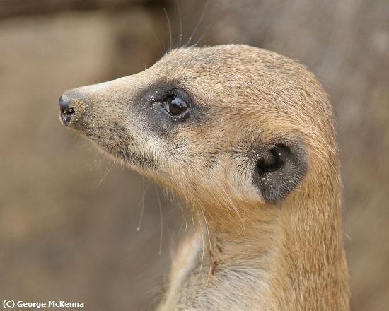 Missing Image: i_0022.jpg - Meerkat on Alert