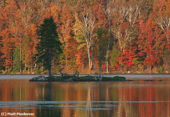 Missing Image: i_0029.jpg - Tree on Lake