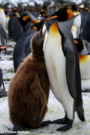 Missing Image: i_0039.jpg - Antarctic Family