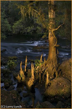 Missing Image: i_0010.jpg - Cypress Tree-Light Painting