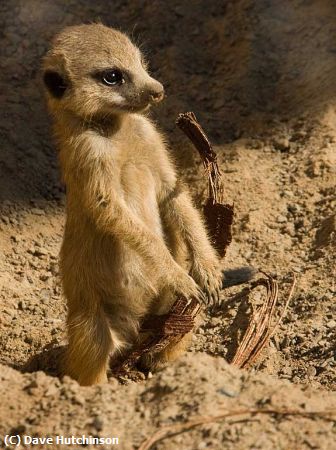 Missing Image: i_0017.jpg - MerryMeerkat