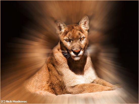 Missing Image: i_0019.jpg - Mountain Lion