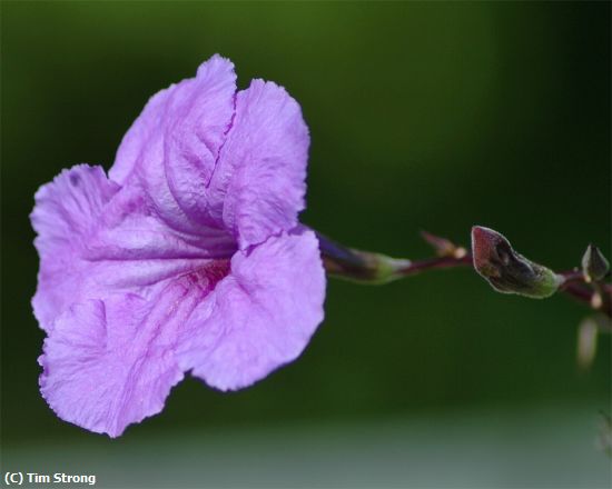 Missing Image: i_0023.jpg - Mexican Petunia