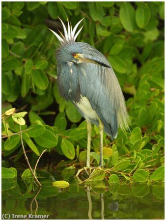 Missing Image: i_0006.jpg - Tricolored Heron