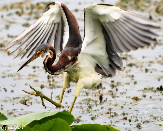 Missing Image: i_0015.jpg - Hunting in Lilly Pads