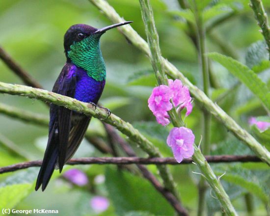 Missing Image: i_0016.jpg - Humming Bird At Rest