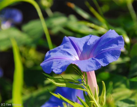 Missing Image: i_0024.jpg - Morning Glory