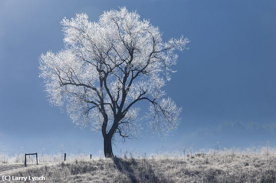 Missing Image: i_0027.jpg - Frost Covered Tree Cades Cove