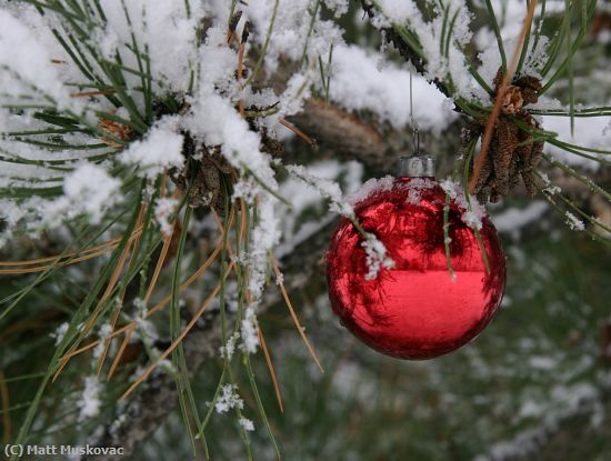 Missing Image: i_0028.jpg - Ornament in Snow