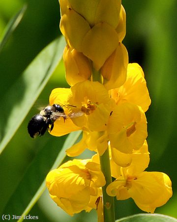 Missing Image: i_0029.jpg - Bee and Yellow Flower