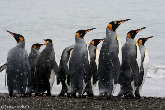 Missing Image: i_0034.jpg - Penguins in Snowfall
