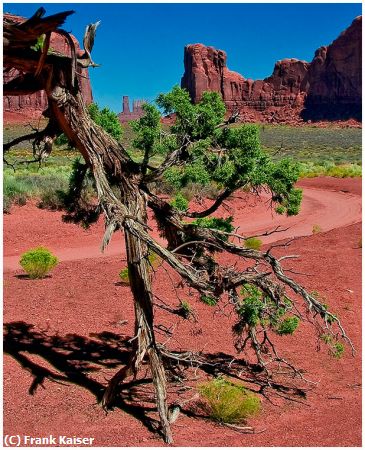 Missing Image: i_0037.jpg - Ancient-Tree-Monument-Valley