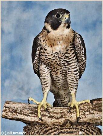 Missing Image: i_0038.jpg - Peregrine Falcon