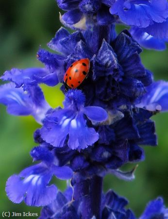 Missing Image: i_0041.jpg - Hiding in a Flower