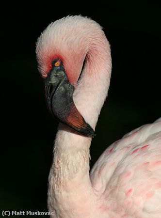 Missing Image: i_0048.jpg - Flamingo Close-Up