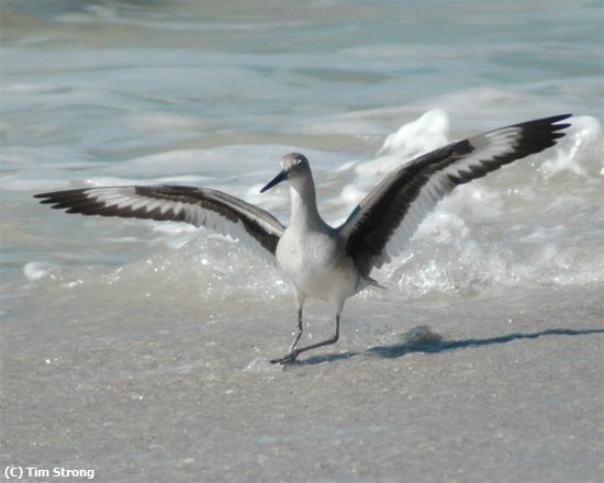 Missing Image: i_0049.jpg - Wave Runner