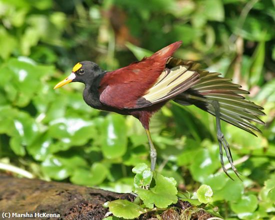 Missing Image: i_0051.jpg - Costa Rican Bird