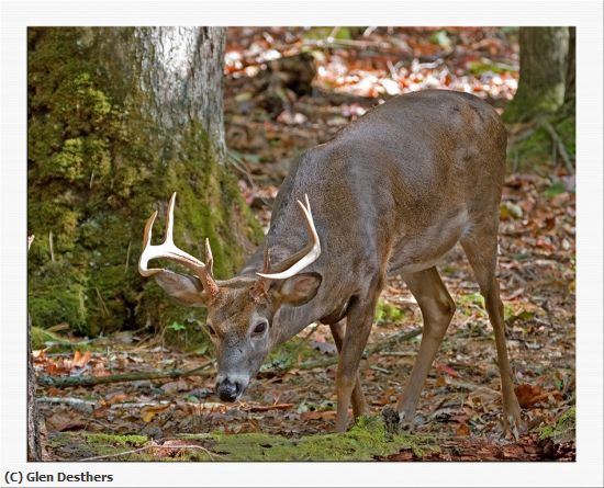 Missing Image: i_0057.jpg - TN BUCK