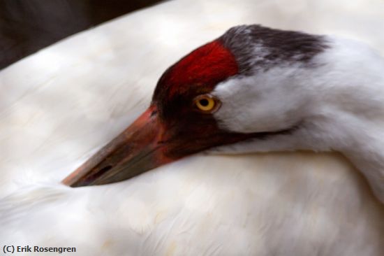 Missing Image: i_0006.jpg - Whooping-Crane,-at-rest