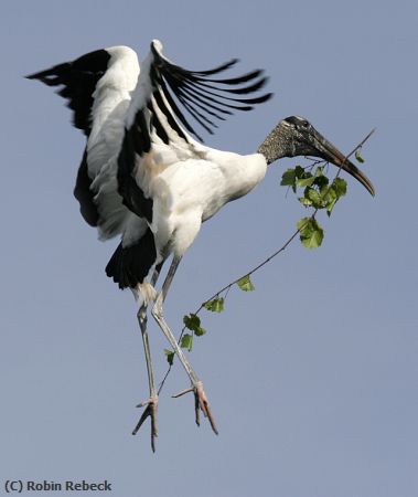 Missing Image: i_0008.jpg - building a nest