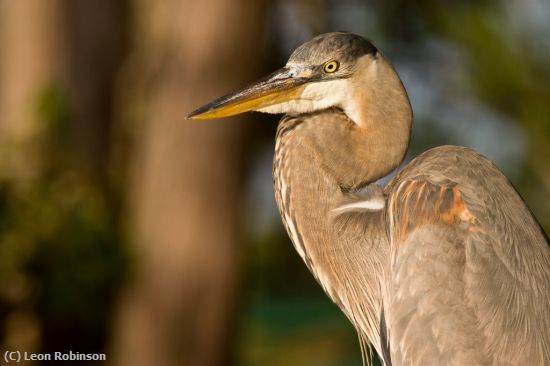 Missing Image: i_0009.jpg - Heron Portrait