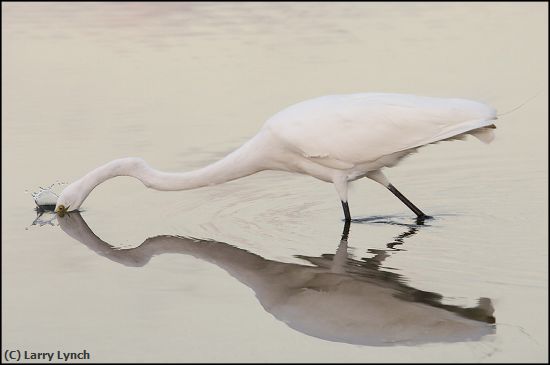 Missing Image: i_0016.jpg - great egret fishing