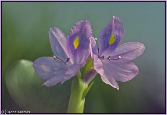 Missing Image: i_0017.jpg - Water Hyacinths
