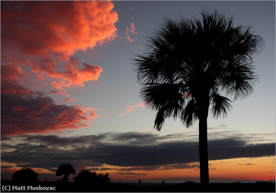 Missing Image: i_0020.jpg - Sand Key Palm Tree