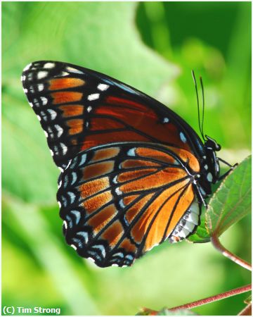 Missing Image: i_0025.jpg - Colorful Viceroy