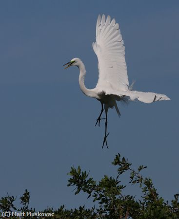Missing Image: i_0038.jpg - Great Egret Landing