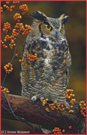 Missing Image: i_0041.jpg - Great Horned Owl