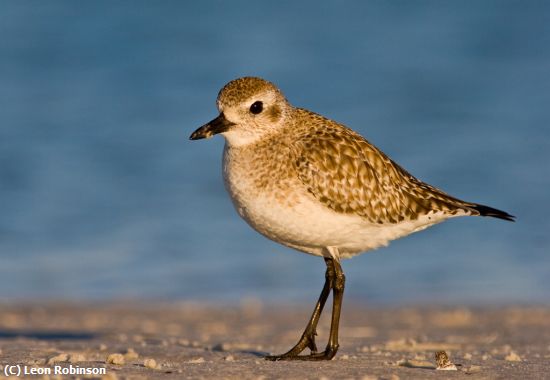 Missing Image: i_0044.jpg - Black-bellied Plover