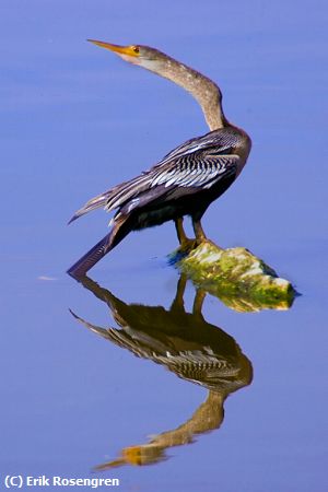 Missing Image: i_0046.jpg - Anhinga