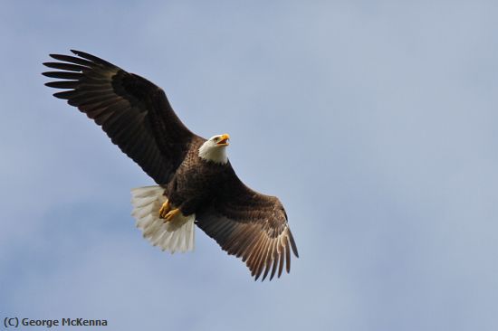 Missing Image: i_0047.jpg - Soaring Eagle