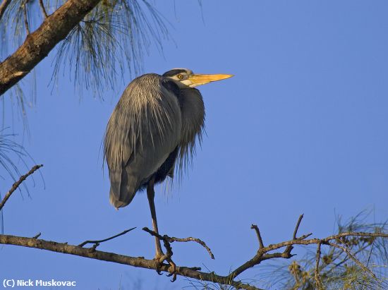 Missing Image: i_0049.jpg - Great Blue With One Leg