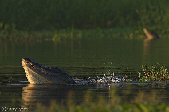 Missing Image: i_0050.jpg - alligator bellowing